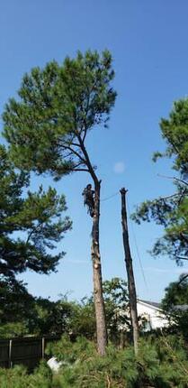 Matt Ammel with Tree Fellers climbing a tall pine tree in Nashville Tennessee 