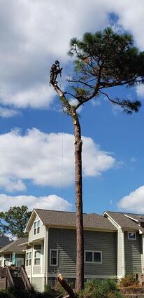 Mathew Ammel with Tree Fellers removing a pine tree in Nashville Tennessee 